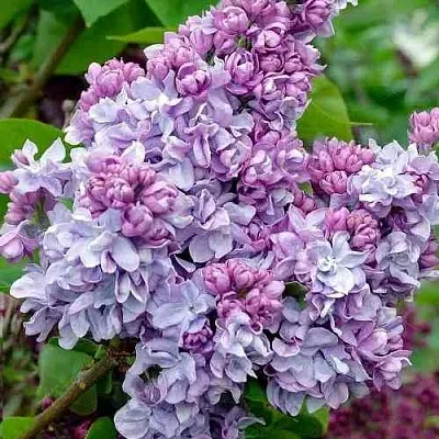 Сирень КАТЕРИНА ХАВЕМЕЙЕР  Сирень КАТЕРИНА ХАВЕМЕЙЕР в Костроме