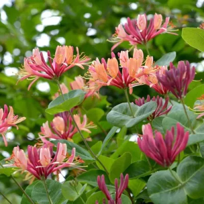 Жимолость ГЕКРОТА в Костроме