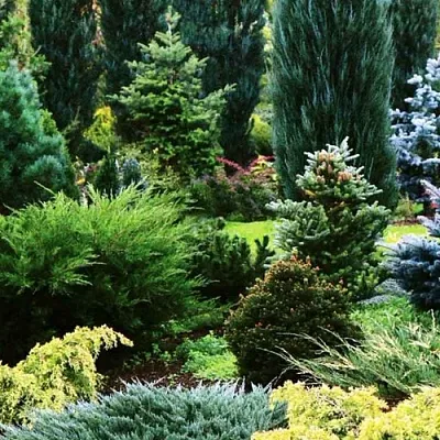 Хвойные растения в Костроме