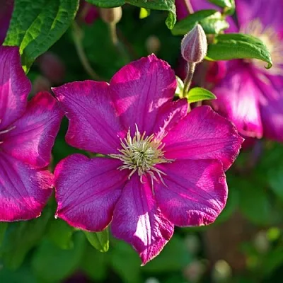 Клематис КАРМЕНСИТА  Клематис КАРМЕНСИТА в Костроме