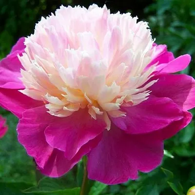 Пион ГЕЙ ПАРИ травянистый  Пион ГЕЙ ПАРИ травянистый в Костроме