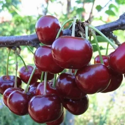 Вишня НОРД СТАР  Вишня НОРД СТАР в Костроме