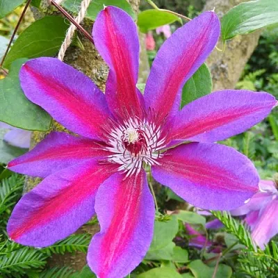 Клематис АКАИШИ  Клематис АКАИШИ в Костроме