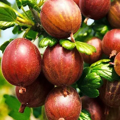 Крыжовник ШЕРШНЕВСКИЙ  Крыжовник ШЕРШНЕВСКИЙ в Костроме