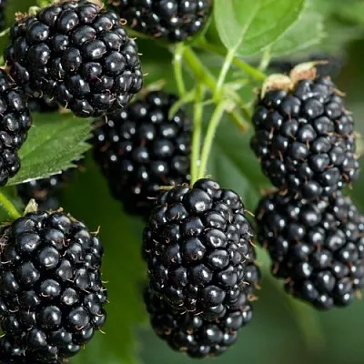 Ежевика ЧЕРНАЯ МАГИЯ ремонтантная  Ежевика ЧЕРНАЯ МАГИЯ ремонтантная в Костроме