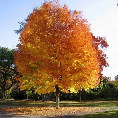 Клен серебристый в Костроме