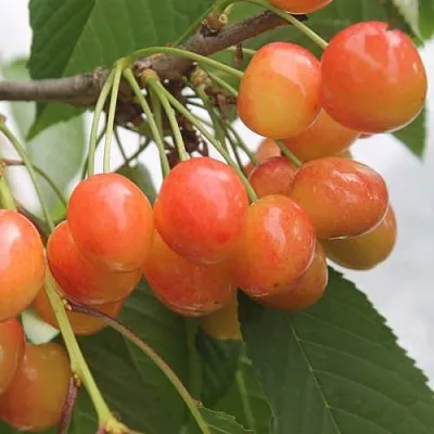 Черешня СЕВЕРНАЯ  Черешня СЕВЕРНАЯ в Костроме