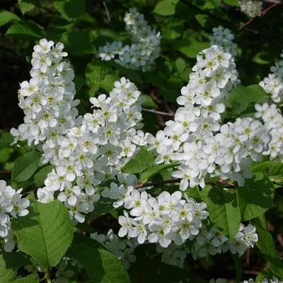 Черемуха ПАМЯТИ САЛАМАТОВА  Черемуха ПАМЯТИ САЛАМАТОВА в Костроме