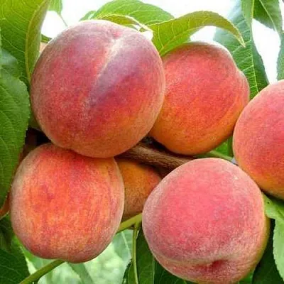 Персик ФЛЕМИНГ ФЬЮРИ  Персик ФЛЕМИНГ ФЬЮРИ в Костроме