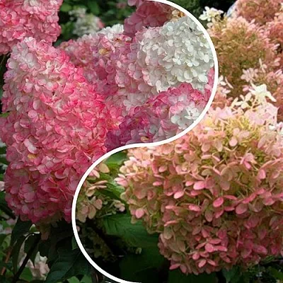 Комплект МАЛИНОВЫЙ ЗАКАТ в Костроме