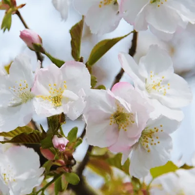 Вишня ОКАМЕ  Вишня ОКАМЕ в Костроме