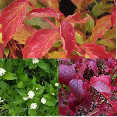 Комплект СЕВЕРНОЕ СИЯНИЕ в Костроме