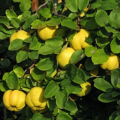 Айва в Костроме