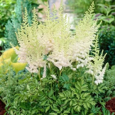 Астильба МИЛК ЭНД ХАНИ китайская в Костроме