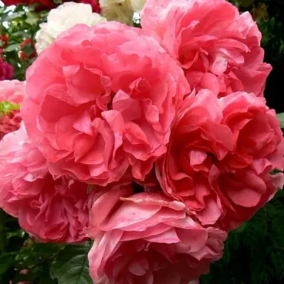 Саженцы роз РОЗЕУМ ЮТЕРСОН плетистая  Саженцы роз РОЗЕУМ ЮТЕРСОН плетистая в Костроме