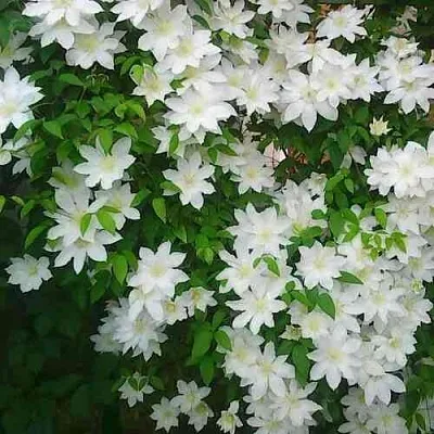 Клематис ТОКИ  Клематис ТОКИ в Костроме