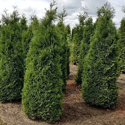 Туя ХОЛМСТРУП западная  Туя ХОЛМСТРУП западная в Костроме