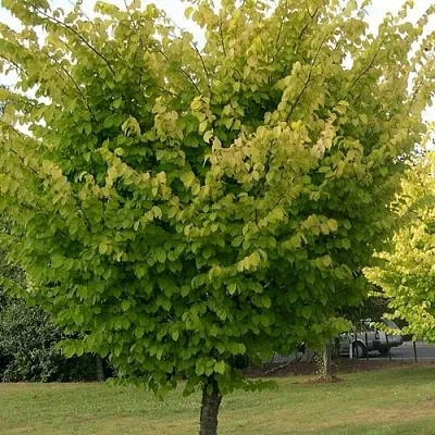 Вяз обыкновенный  Вяз обыкновенный в Костроме