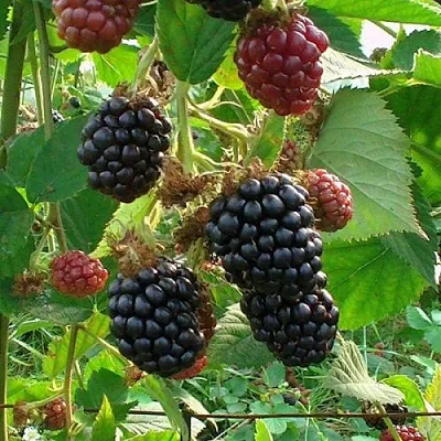 Ежевика ЧЕСТЕР бесшипная  Ежевика ЧЕСТЕР бесшипная в Костроме