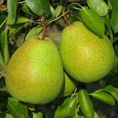 Груша НАЙТ-ВЕРТ колонновидная  Груша НАЙТ-ВЕРТ колонновидная в Костроме
