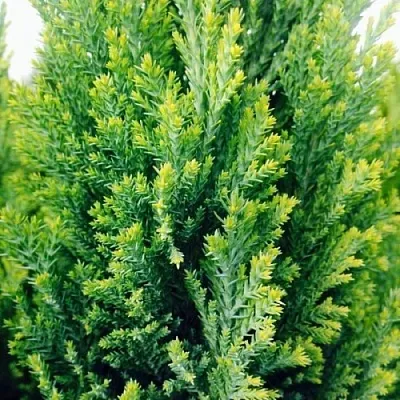 Кипарисовик в Костроме