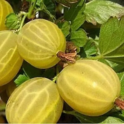 Крыжовник ЯРОВОЙ  Крыжовник ЯРОВОЙ в Костроме