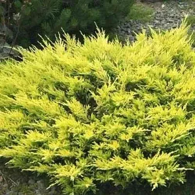 Можжевельник ЛАЙМ ГЛОУ горизонтальный в Костроме