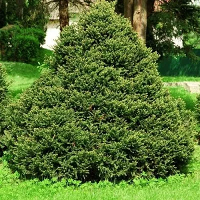 Ель ОЛЕНДОРФИ обыкновенная  Ель ОЛЕНДОРФИ обыкновенная в Костроме