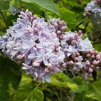 Сирень АУКУБАФОЛИЯ  Сирень АУКУБАФОЛИЯ в Костроме