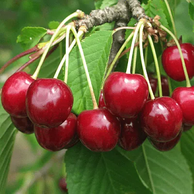 Черешня ГРОНКОВАЯ  Черешня ГРОНКОВАЯ в Костроме