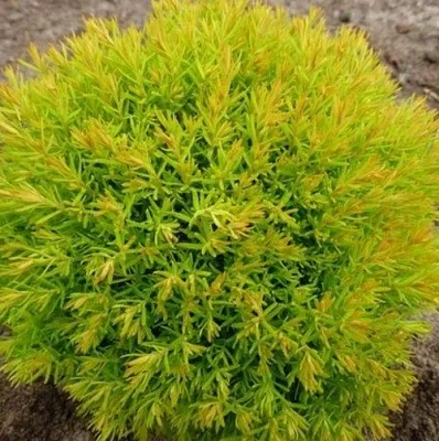 Туя АННИЕК западная  Туя АННИЕК западная в Костроме