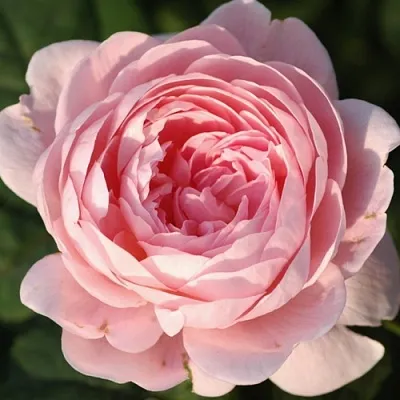 Саженцы роз КУИН ОФ СУИДЕН английская  Саженцы роз КУИН ОФ СУИДЕН английская в Костроме