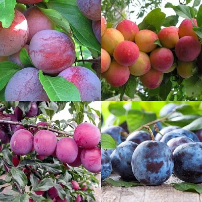 Комплект СЛИВОВЫЙ САД в Костроме