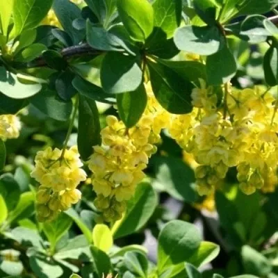 Барбарис ИНДИАН САММЕР   Барбарис ИНДИАН САММЕР  в Костроме