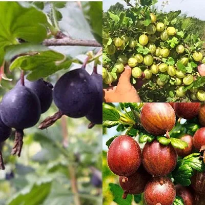 Комплект КРЫЖОВНИК MIX в Костроме