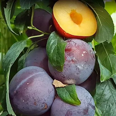 НЕКТАПРИУМ  НЕКТАПРИУМ в Костроме