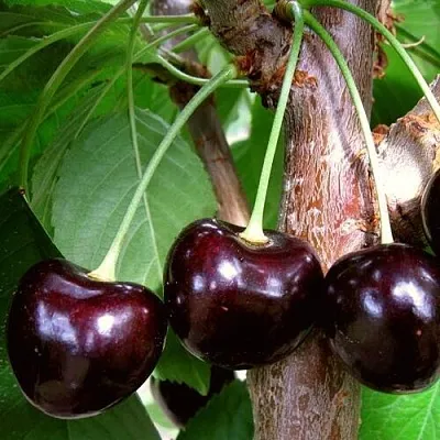 Черешня ДОНЕЦКИЙ УГОЛЁК  Черешня ДОНЕЦКИЙ УГОЛЁК в Костроме