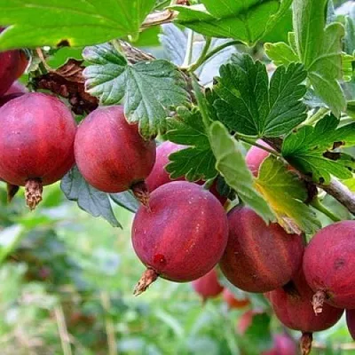 Крыжовник КРАСНОСЛАВЯНСКИЙ  Крыжовник КРАСНОСЛАВЯНСКИЙ в Костроме