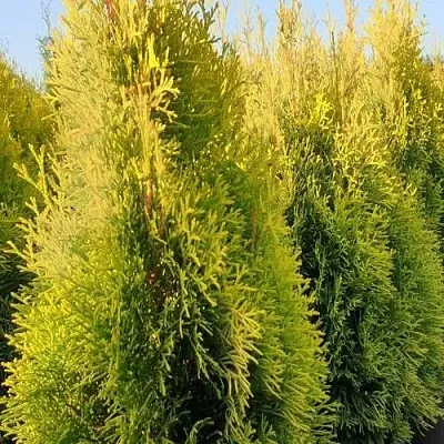 Туя ГОЛДЕН СМАРАГД западная  Туя ГОЛДЕН СМАРАГД западная в Костроме