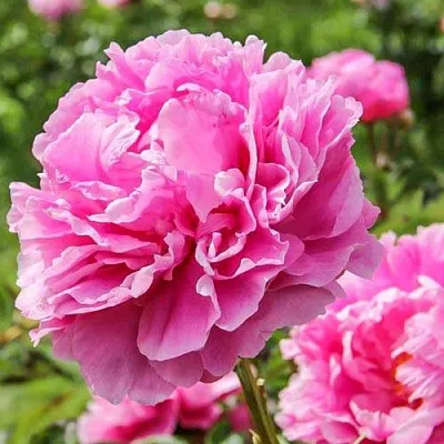 Пион АЛЕКСАНДР ФЛЕМИНГ травянистый  Пион АЛЕКСАНДР ФЛЕМИНГ травянистый в Костроме