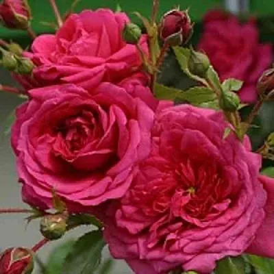 Саженцы роз ЛАГУНА плетистая  Саженцы роз ЛАГУНА плетистая в Костроме