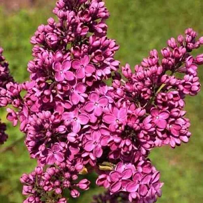 Сирень ЗНАМЯ ЛЕНИНА  Сирень ЗНАМЯ ЛЕНИНА в Костроме