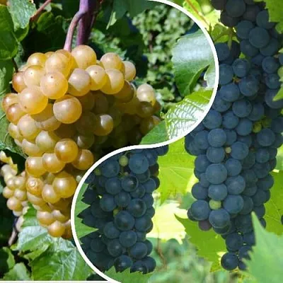 Комплект ИНЬ-ЯНЬ в Костроме