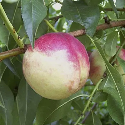 ПИЧЕРИН  ПИЧЕРИН в Костроме