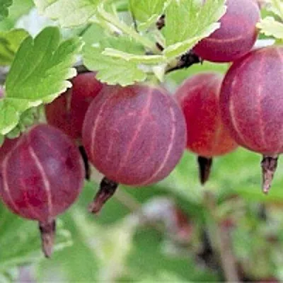 Крыжовник РАВОЛТ  Крыжовник РАВОЛТ в Костроме