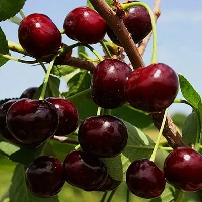 Вишня РОВЕСНИЦА  Вишня РОВЕСНИЦА в Костроме