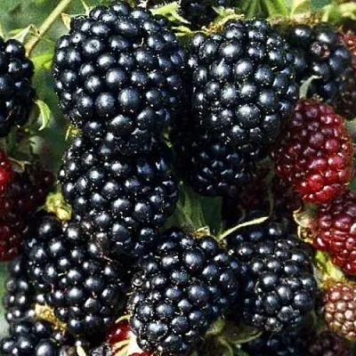 Ежевика ЭВЕРГРИН бесшипная  Ежевика ЭВЕРГРИН бесшипная в Костроме