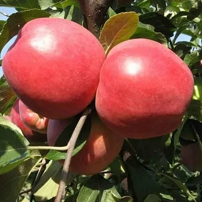 Яблоня ЗАСЛАВСКОЕ  Яблоня ЗАСЛАВСКОЕ в Костроме