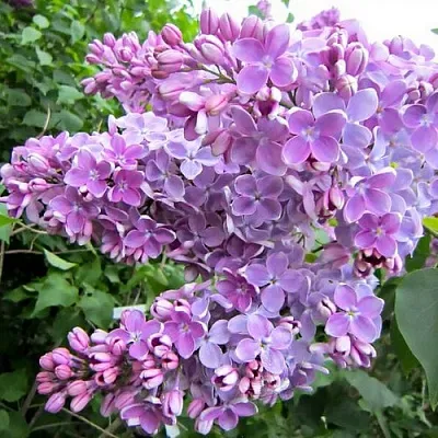 Сирень ОЛЯ  Сирень ОЛЯ в Костроме