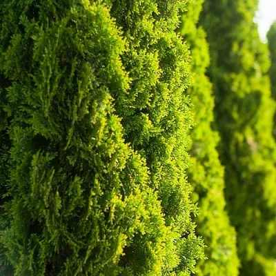 Туя в Костроме